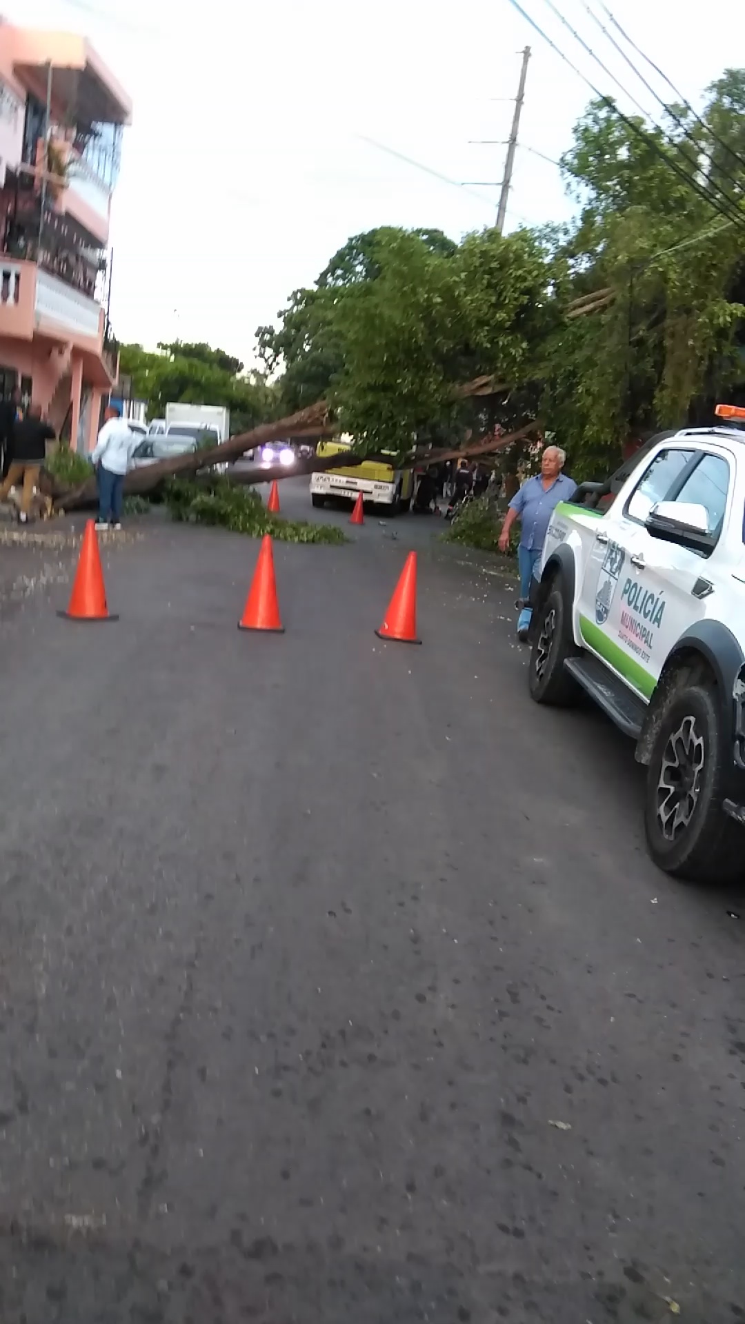Se desploma árbol gigantezco en Los Mina